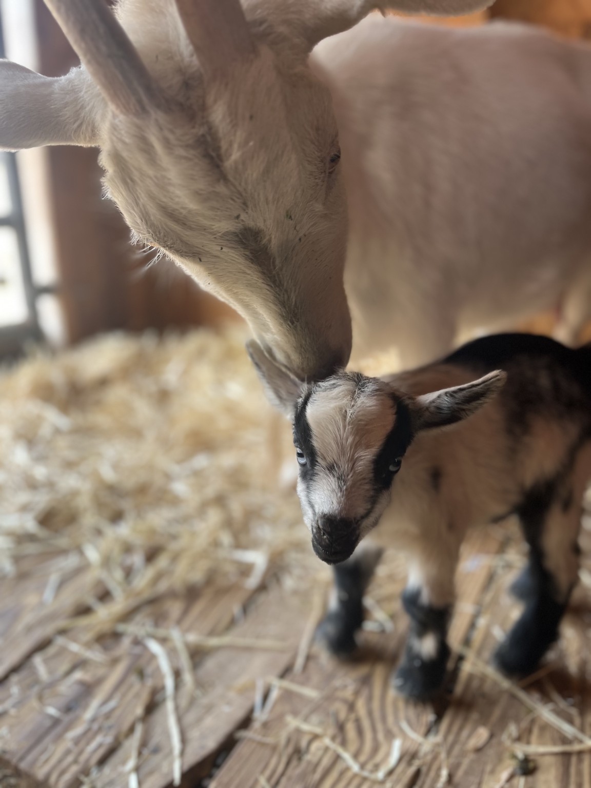 Young Marylou Clementine standing beside an adult goat in the barn