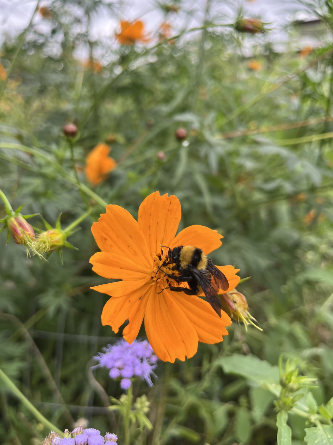 A bee visiting a bright orange flower in the Gem’s garden