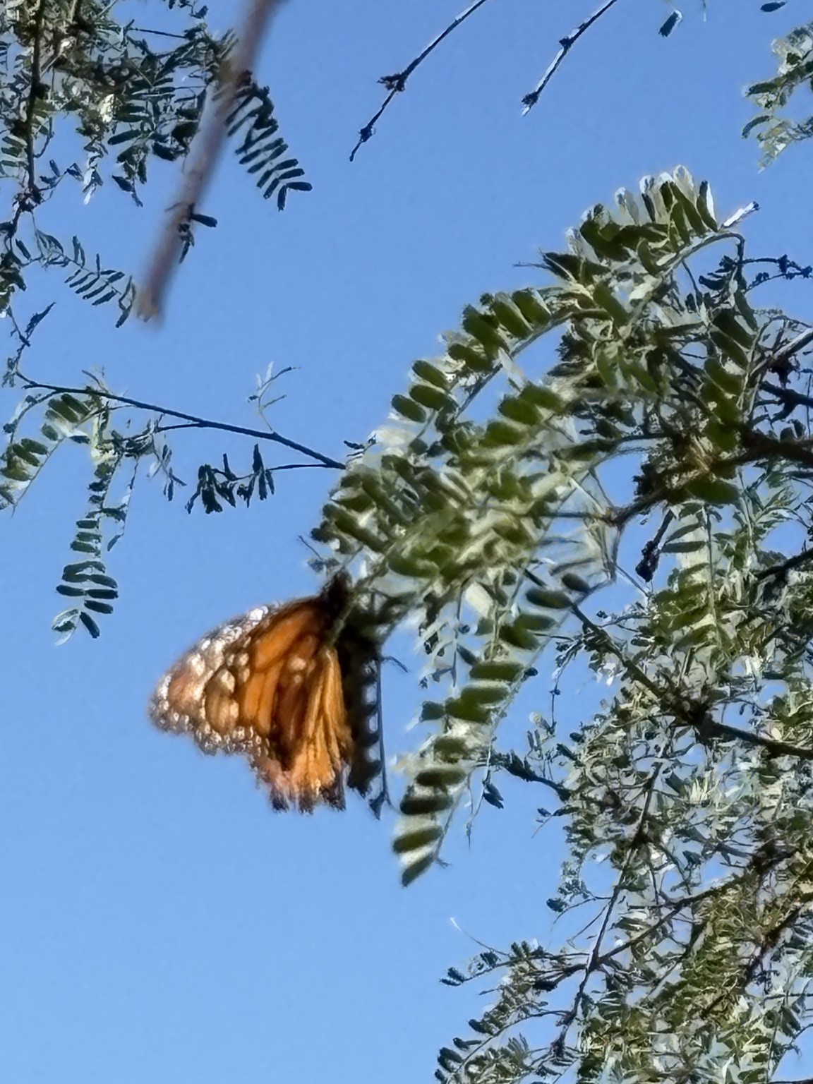 An orange butterfly resting among green leaves against the blue sky