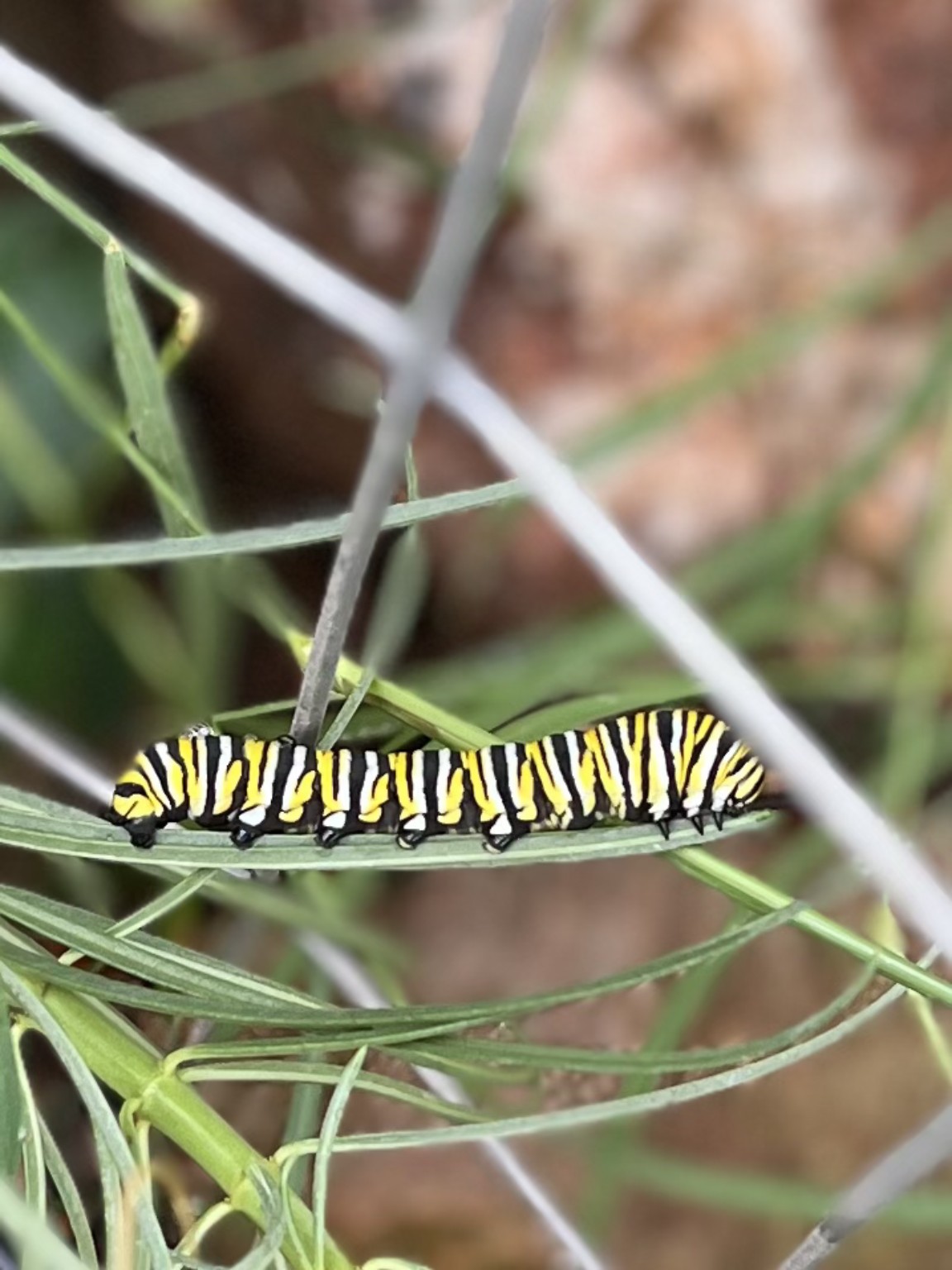 A black, yellow, and white striped caterpillar stretched along a narrow green leaf