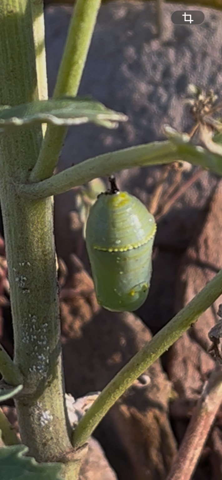 A green chrysalis with a fine row of gold-colored dots hanging from a plant stem