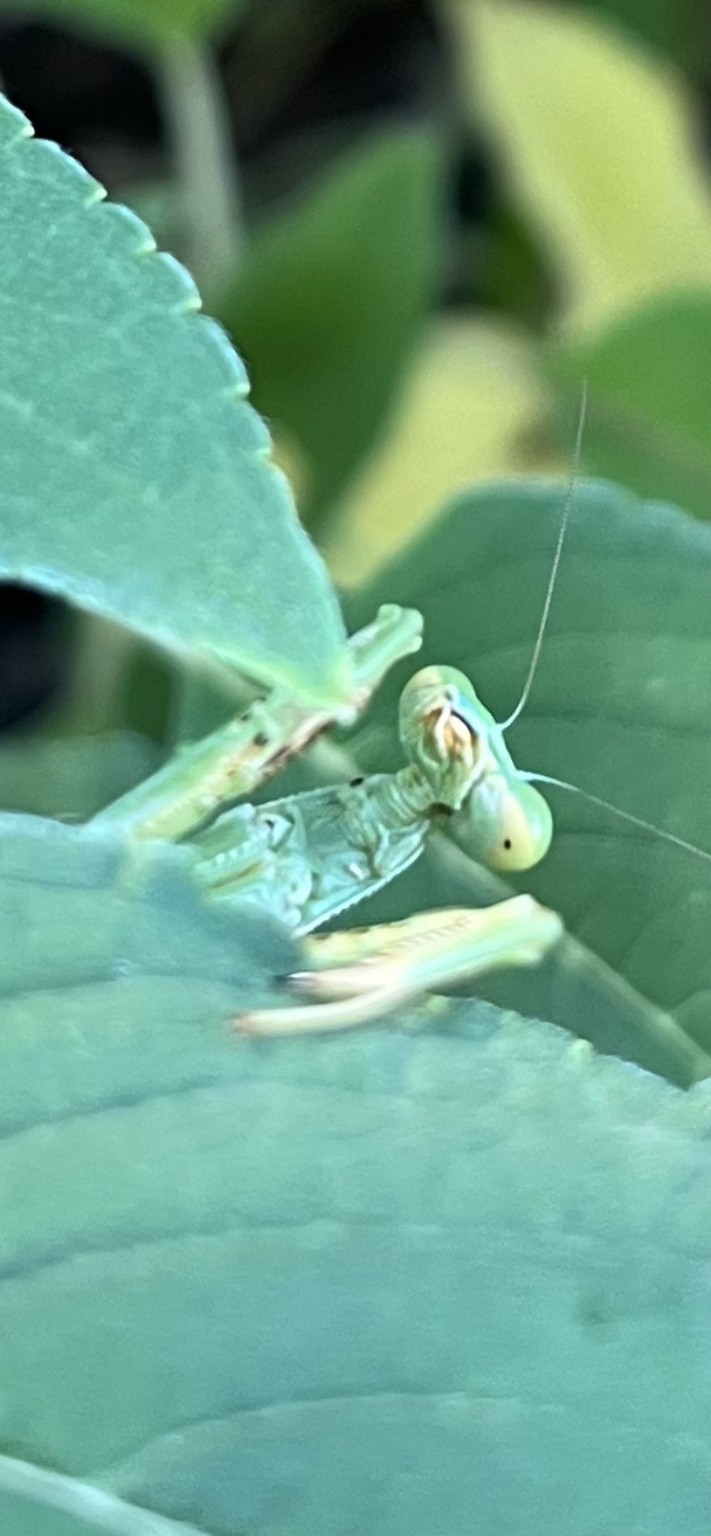 A green praying mantis peering out between leaves